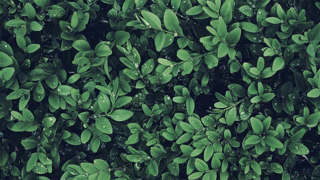 The Art of Mixing Textures in Garden Design