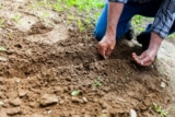 How to Create a Sustainable Organic Garden